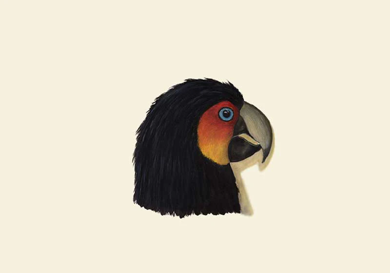 Marco Belfiore • Scherzi della natura