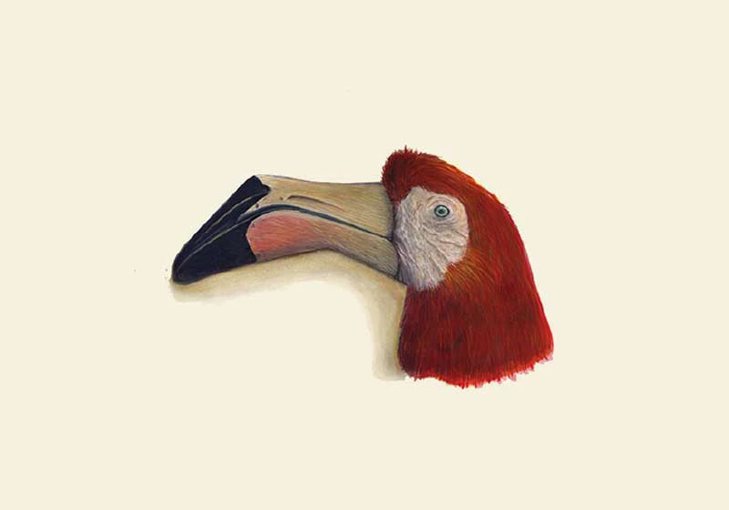 Marco Belfiore • Scherzi della natura